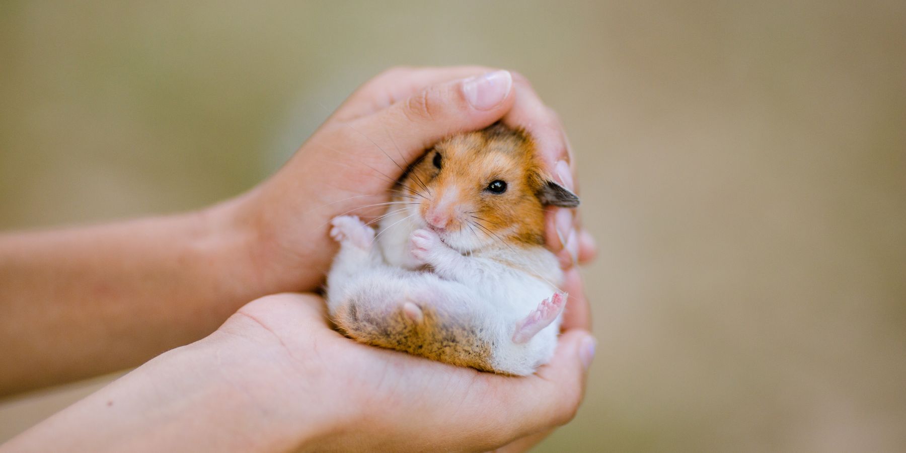 5 Quick Tips for Proper Hamster Care