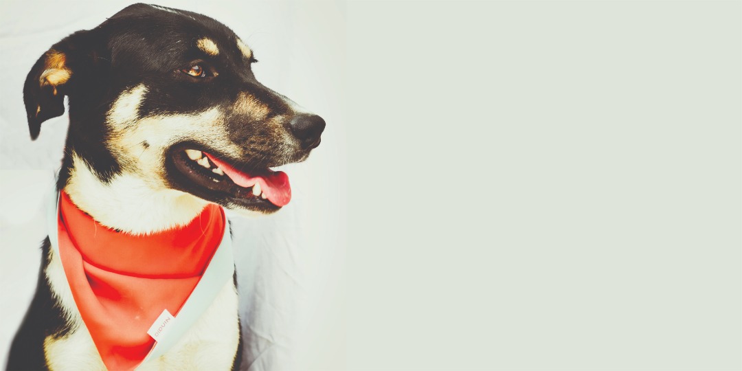 How To Get The Right Type Of Bandana For Your Dog
